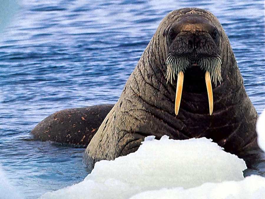 Is Ukraine Losing? By Walrus Is Ukraine Losing By Walrus